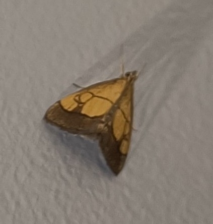 Dark Bordered Pearl, Voorburg, Hoeckvlietstraat, 2271 BA Voorburg, Nederland, photo 6 of 10
