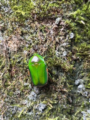 Trigonophorus rothschildi