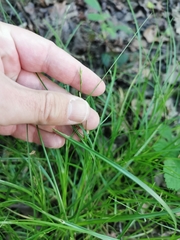 Carex remota