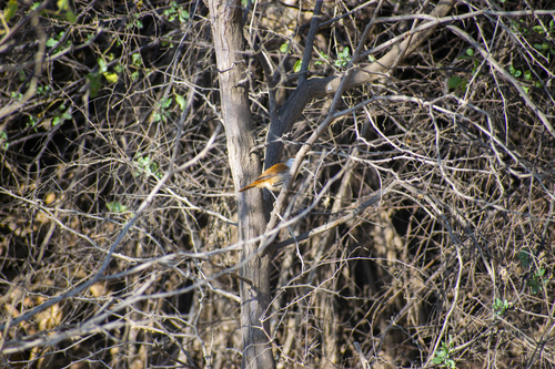 Superciliated Wren (Cantorchilus superciliaris), photo 4