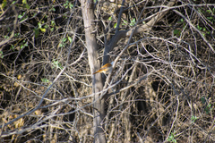 Cantorchilus superciliaris