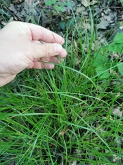 Carex remota