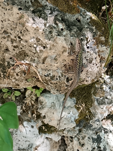 Italian Wall Lizard