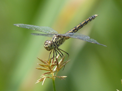 Southern Banded Groundling