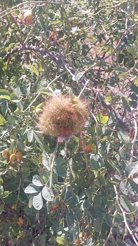 Mossy Rose Gall Wasp