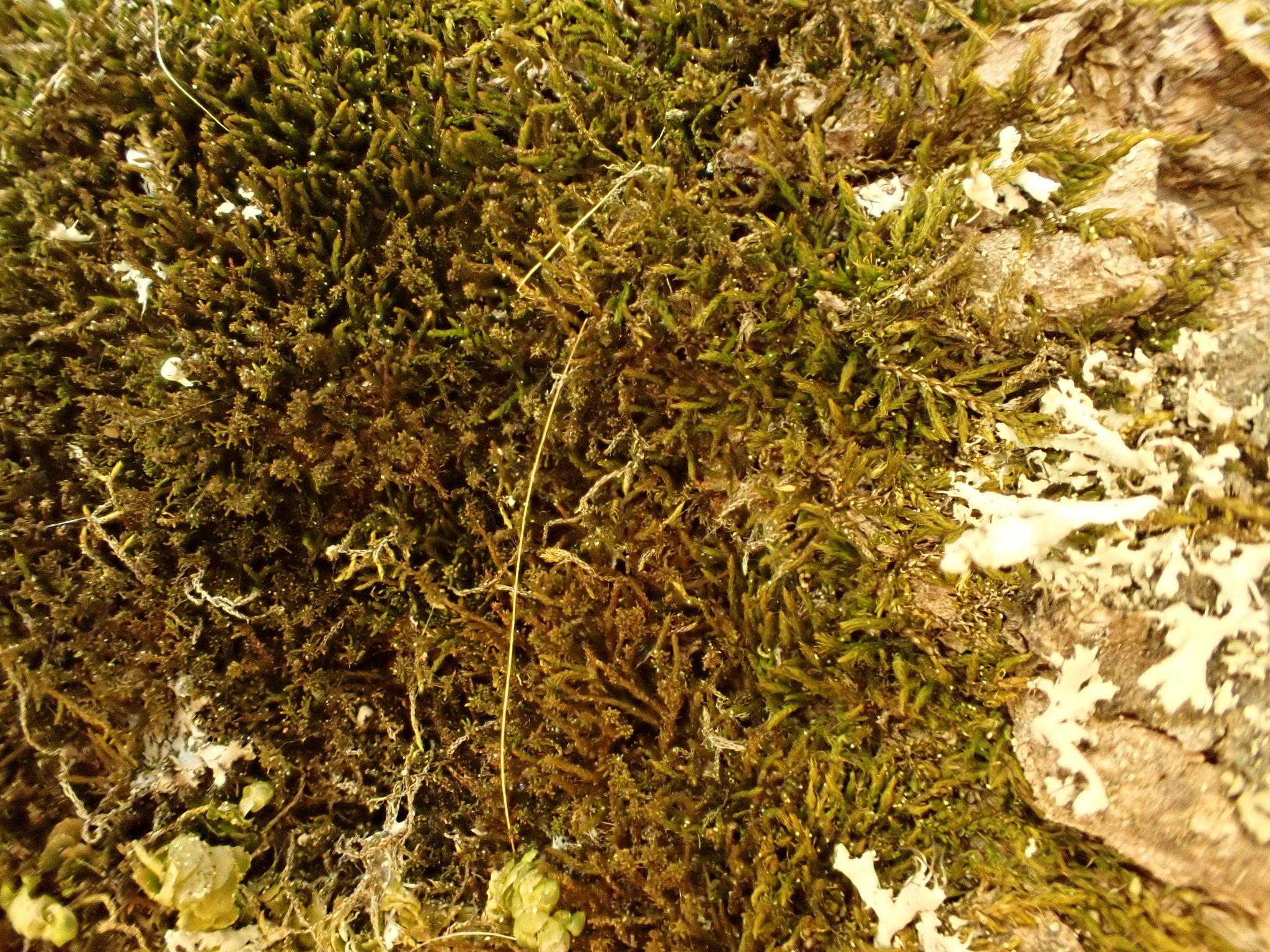 Leskeella