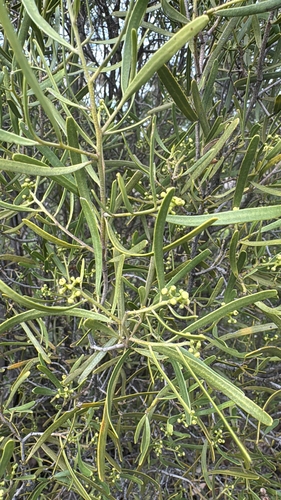 Oil Bush
