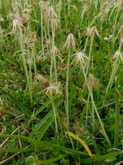 Chevreulia acuminata