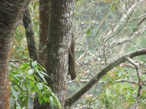 Callosciurus nigrovittatus observed 2026-08-17
