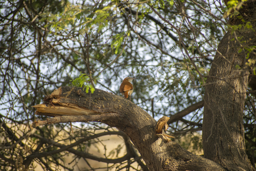 Pacific Hornero (Furnarius cinnamomeus), photo 10