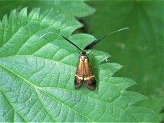 Nemophora degeerella