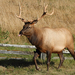 Roosevelt Elk - Photo (c) Alan Vernon, some rights reserved (CC BY)