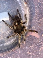 Aphonopelma seemanni