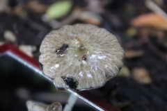 Porpoloma
