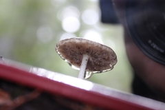 Porpoloma