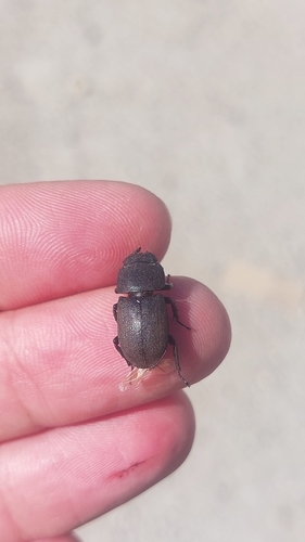 Lesser Stag Beetle