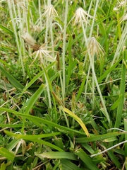 Chevreulia acuminata