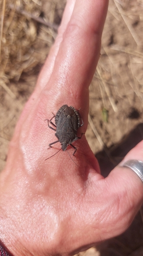 Mediterranean Spiny Stink Bug