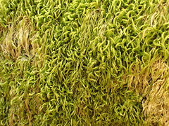 Pterigynandrum filiforme