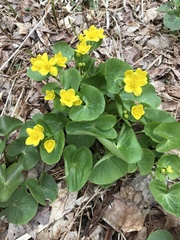 Caltha palustris