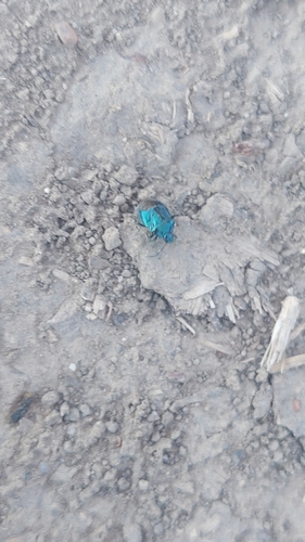 Blue Shield Bug