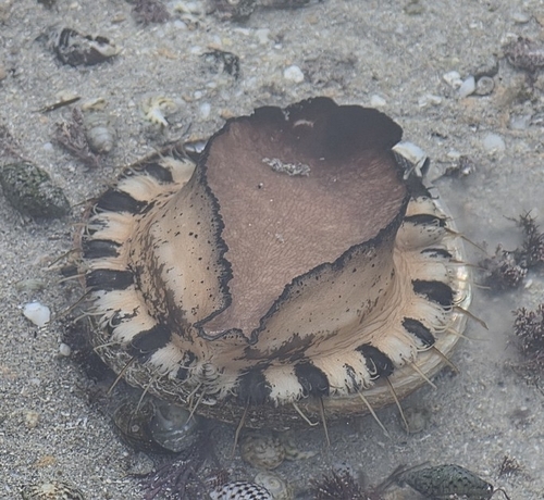 blacklip abalone