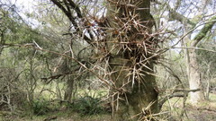 Gleditsia amorphoides