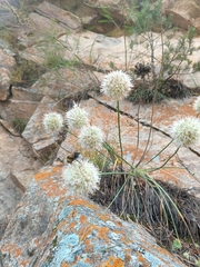 Allium saxatile, photograph (c) Maria Kohanovskaya, some rights reserved (CC BY)