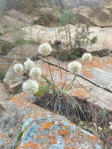 Allium saxatile, photograph 3