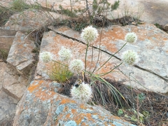 Allium saxatile, photograph (c) Maria Kohanovskaya, some rights reserved (CC BY)