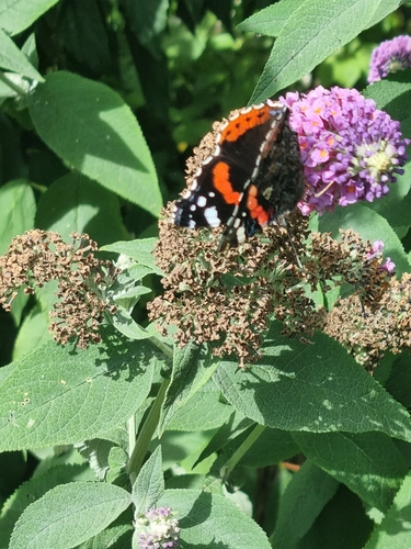 Red Admiral