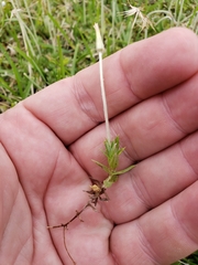 Chevreulia acuminata