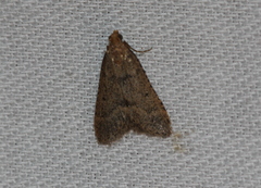 Bostra obsoletalis
