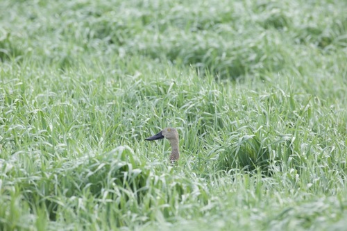 iNaturalist image