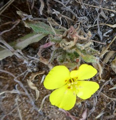 Camissoniopsis pallida