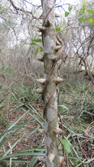 Zanthoxylum rhoifolium