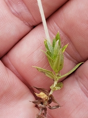 Chevreulia acuminata