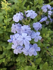 Plumbago auriculata