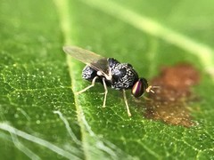 Gowdeyana punctifera