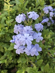 Plumbago auriculata