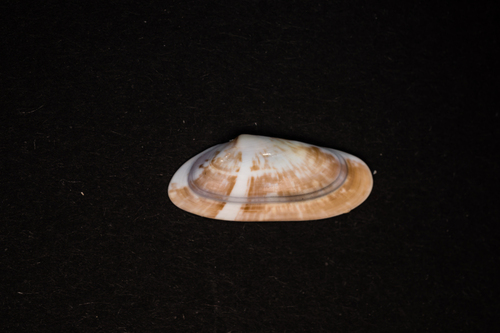 Donax variegatus, 2026-08-15