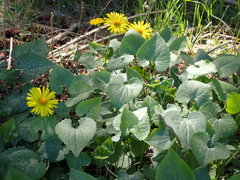 Doronicum columnae