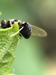 Gowdeyana punctifera