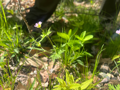 Geranium bicknellii, photograph (c) Cy Stavros, some rights reserved (CC BY)