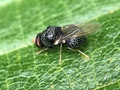 Gowdeyana punctifera