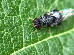 Gowdeyana punctifera