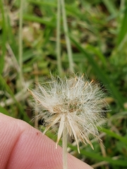 Chevreulia acuminata