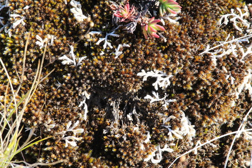 Campylopus pilifer observed 2026-08-17
