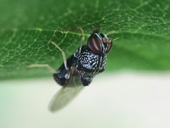 Gowdeyana punctifera