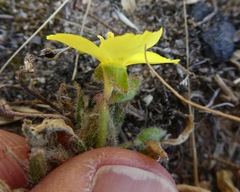 Camissoniopsis pallida